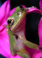 Treefrog138T.jpg"