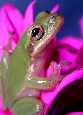 Treefrog139T.jpg"