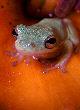 Treefrog13T.jpg"