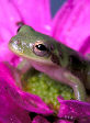 Treefrog140T.jpg"