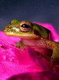 Treefrog142T.jpg"