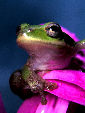 Treefrog143T.jpg"