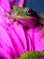 Treefrog144T.jpg"