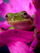 Treefrog145T.jpg"