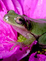 Treefrog146T.jpg"