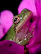 Treefrog147T.jpg"