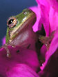 Treefrog148T.jpg"