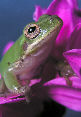 Treefrog149T.jpg"