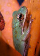 Treefrog14T.jpg"