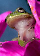 Treefrog150T.jpg"