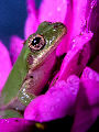 Treefrog151T.jpg"