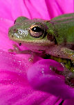 Treefrog152T.jpg"