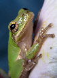 Treefrog154T.jpg"