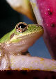 Treefrog155T.jpg"