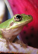 Treefrog156T.jpg"