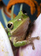 Treefrog157T.jpg"