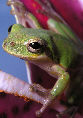 Treefrog158T.jpg"