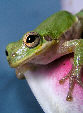 Treefrog159T.jpg"