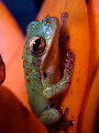 Treefrog15T.jpg"