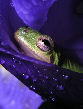 Treefrog160T.jpg"