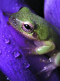 Treefrog161T.jpg"