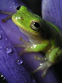 Treefrog162T.jpg"