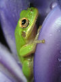 Treefrog163T.jpg"