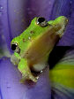 Treefrog164T.jpg"