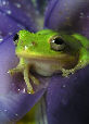 Treefrog165T.jpg"