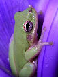 Treefrog166T.jpg"