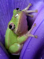 Treefrog167T.jpg"