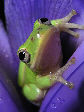 Treefrog168T.jpg"