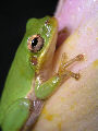 Treefrog169T.jpg"