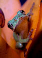 Treefrog16T.jpg"