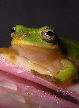 Treefrog170T.jpg"