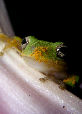 Treefrog171T.jpg"