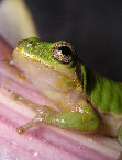 Treefrog172T.jpg"