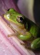 Treefrog173T.jpg"