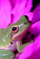 Treefrog174T.jpg"