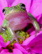 Treefrog177T.jpg"