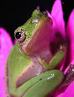 Treefrog178T.jpg"