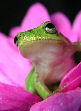 Treefrog179T.jpg"