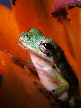 Treefrog17T.jpg"