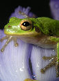 Treefrog180T.jpg"