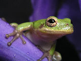 Treefrog181T.jpg"