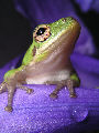 Treefrog182T.jpg"