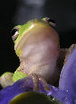 Treefrog183T.jpg"