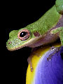 Treefrog184T.jpg"