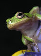 Treefrog185T.jpg"