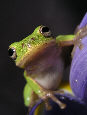 Treefrog186T.jpg"